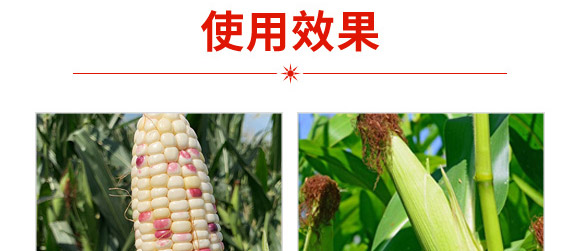 華糯836-玉米種子-華為種業(yè)