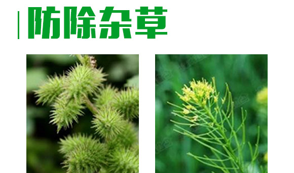 芐嘧·苯噻酰-草拳-長雙農(nóng)藥