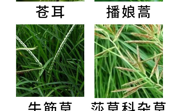 芐嘧·苯噻酰-草拳-長雙農(nóng)藥