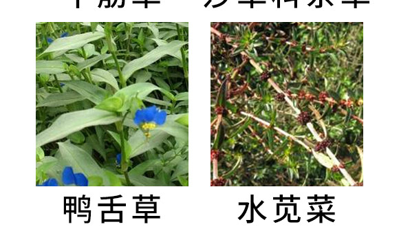 芐嘧·苯噻酰-草拳-長雙農(nóng)藥