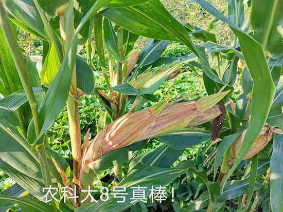 白芯農(nóng)科大8號玉米種子-敦煌飛天-中亞農(nóng)業(yè)