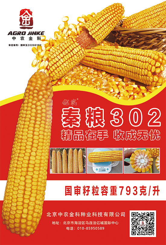 秦糧302-玉米種子-中農(nóng)金科