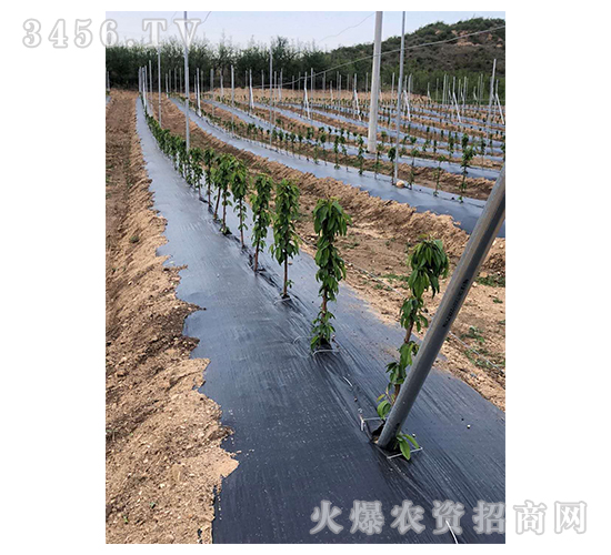 果樹防草布-正航