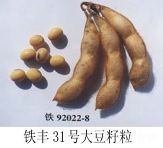 鐵豐31號-大豆種子-鐵研種業(yè)