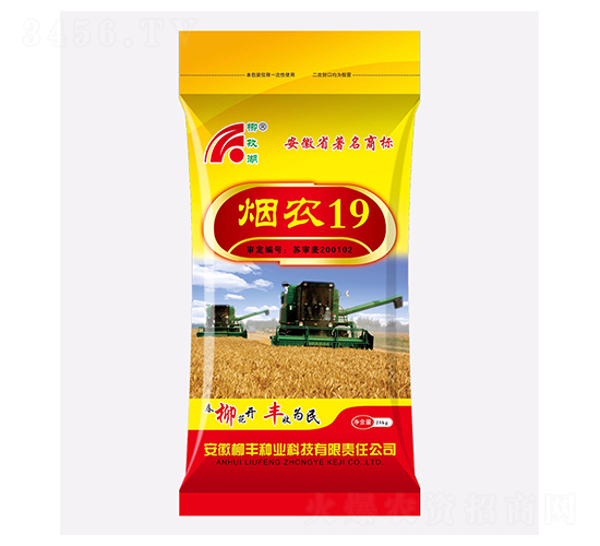 煙農(nóng)19（黃袋）-小麥種子-柳豐種業(yè)