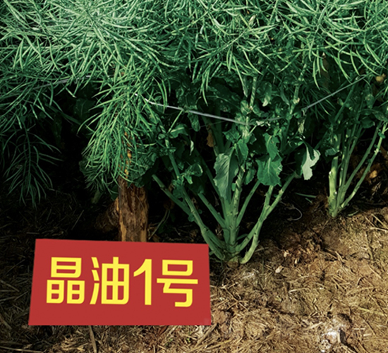 晶油1號(hào)-油菜種子-中一種業(yè)