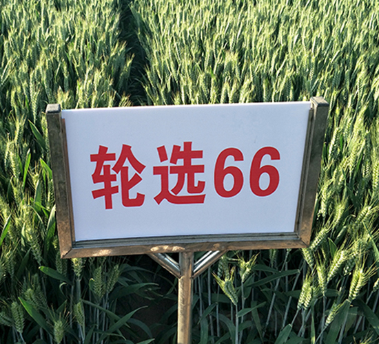 輪選66-小麥種子-地神種業(yè)