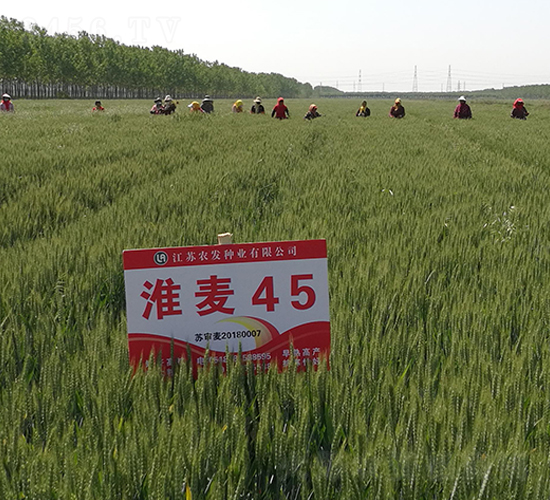 淮麥45-小麥種子-農發(fā)種業(yè)