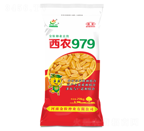 西農(nóng)979-小麥種子-金粒種業(yè)