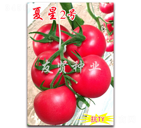 夏星2號-粉色大番茄種子-友賢種業(yè)