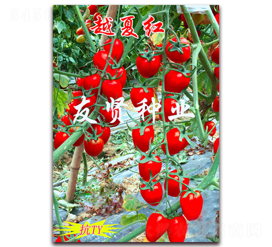 越夏紅-紅色櫻桃小番茄種子-友賢種業(yè)