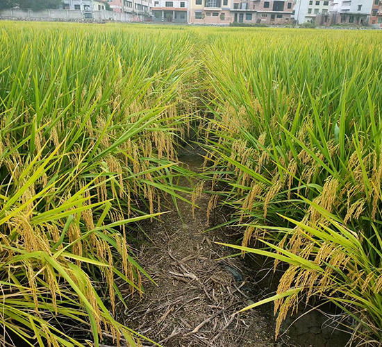 高峰優(yōu)5號(hào)-綠海種業(yè)