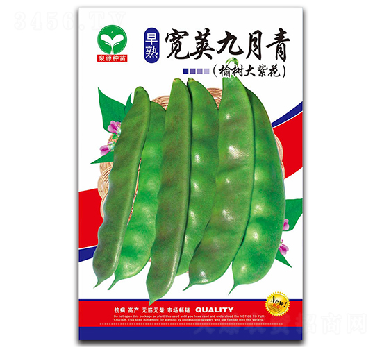 寬莢九月青-豆角種子-泉源