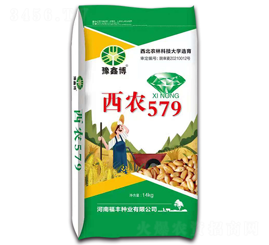 西農(nóng)579（14kg）-小麥種子-豫鑫博