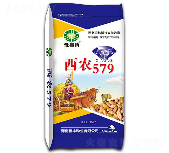 西農(nóng)579（15kg）-小麥種子-豫鑫博