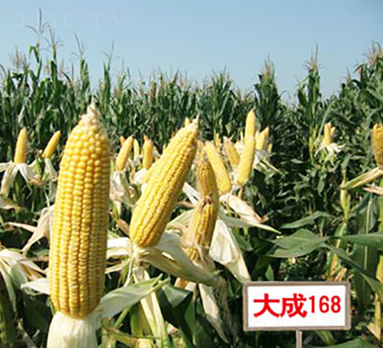 大成168-玉米種子-光岳種子