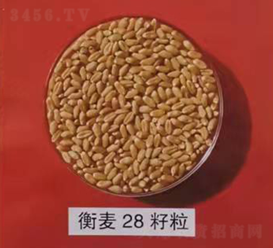 衡麥28籽粒-小麥種子-晨禾種業(yè)