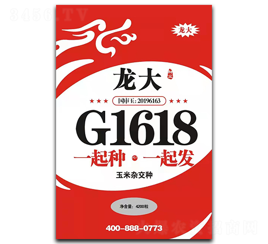 龍大G1618-玉米種子-龍大種業(yè)