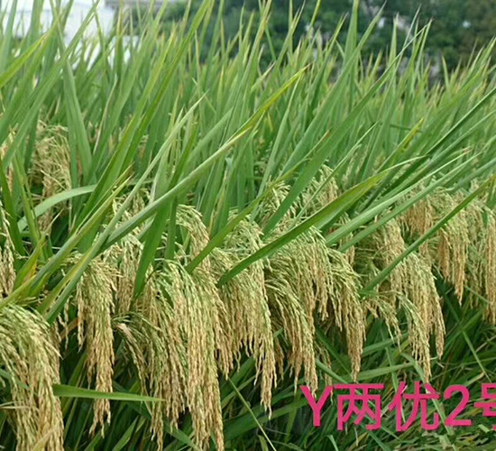 Y兩優(yōu)2號(hào)-水稻種子-袁糧