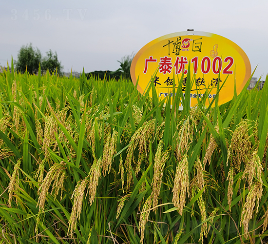 廣泰優(yōu)1002-水稻種子-華茂高科