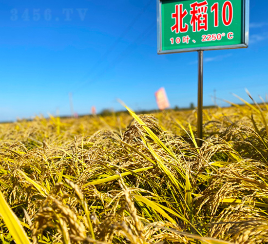 北稻10號(hào)-水稻種子-喬氏種業(yè)