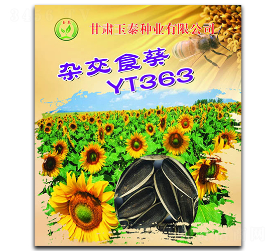 雜交食葵YT363-向日葵種子-玉泰種業(yè)