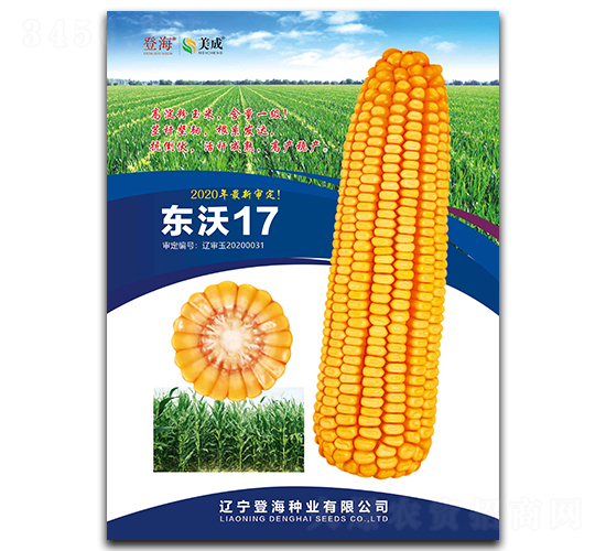 東沃17-玉米種子-登海種業(yè)