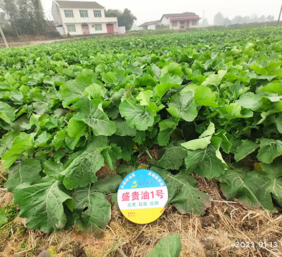 盛貴油1號(hào)-油菜種子-盛平農(nóng)業(yè)