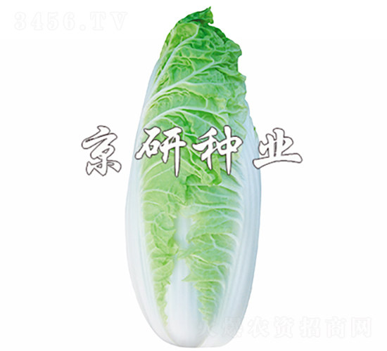 冬冠-白菜種子-京研種業(yè)