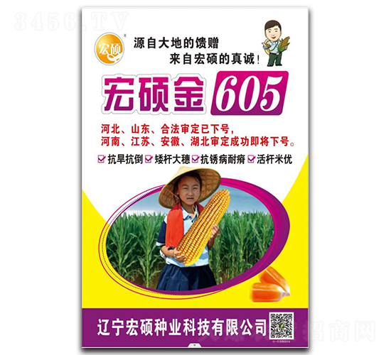 宏碩金605-玉米種子-中科正高