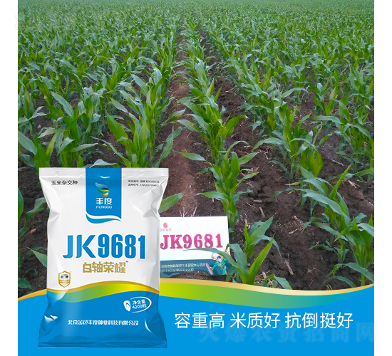 JK9681-玉米種子-豐度高科