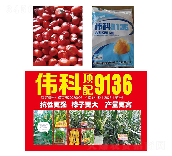 玉米種子--偉科9136-研創(chuàng)種業(yè)