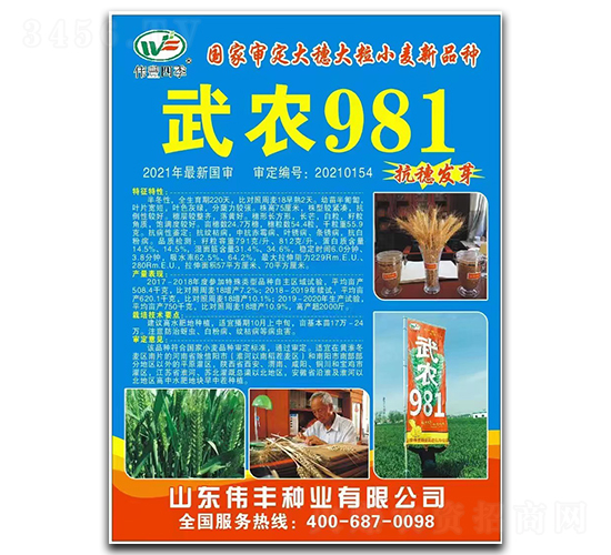 武農(nóng)981-小麥種子-偉豐種業(yè)