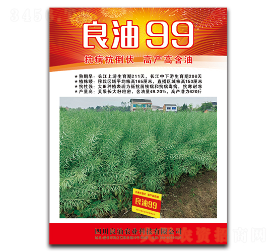 良油99-油菜種子-德名種業(yè)