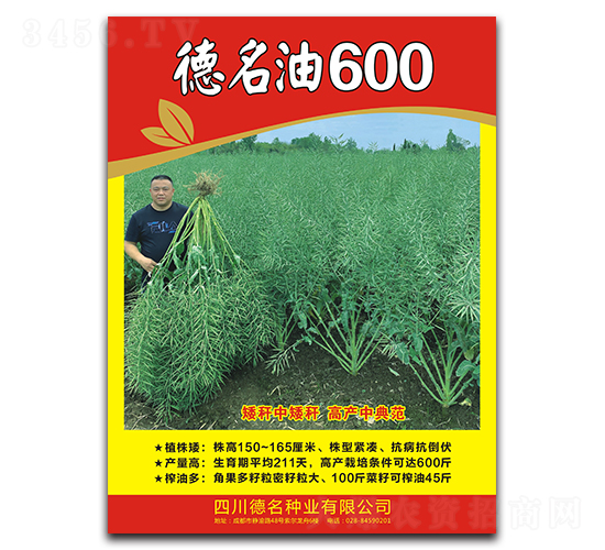 德名油600-油菜種子-德名種業(yè)