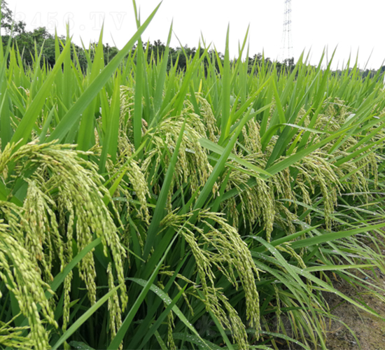 廣良油占1號(hào)-水稻種子-廣良