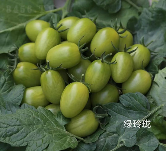 綠玲瓏櫻桃番茄種子-華昂農(nóng)業(yè)