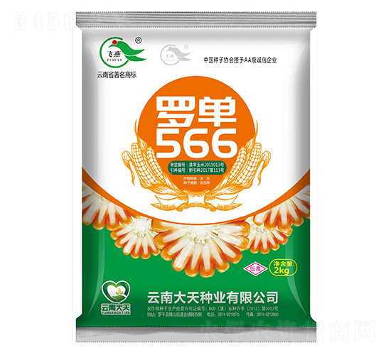 玉米種子-羅單566-大天種業(yè)