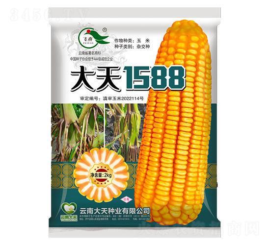 玉米種子-大天1588-大天種業(yè)