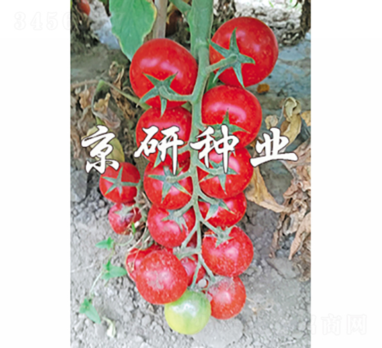 京番紅串1號(hào)-番茄種子-京研種業(yè)