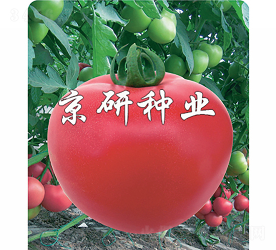 仙客8號(hào)-番茄種子-京研種業(yè)