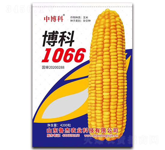 博科1066玉米種子-中博科-魯杰農(nóng)業(yè)