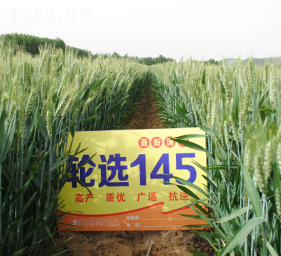 輪選145-小麥種子-山農(nóng)金種子