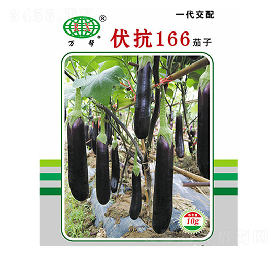 伏抗166茄子-茄子種子-萬(wàn)邦種業(yè)