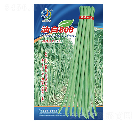 油白806-豇豆種子-康地科技