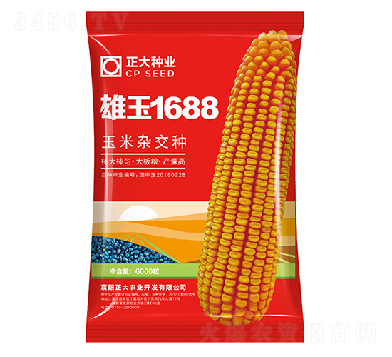 雄玉1688-玉米種子-正大種業(yè)