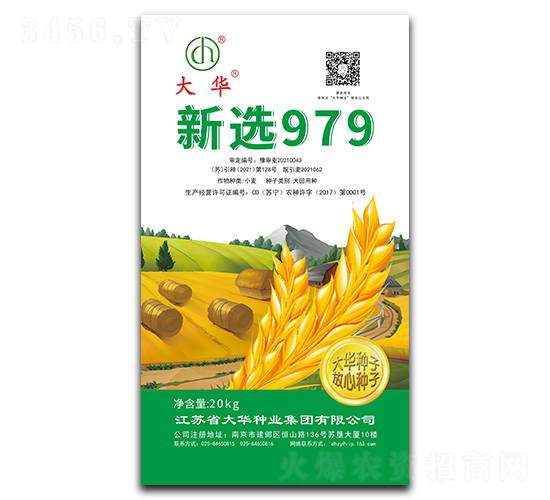 新選979-小麥種子-大華種業(yè)