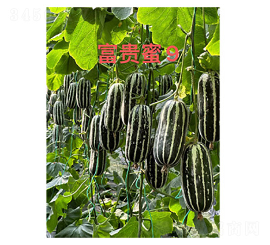 甜瓜種子-富貴蜜9-尚豐農(nóng)業(yè)