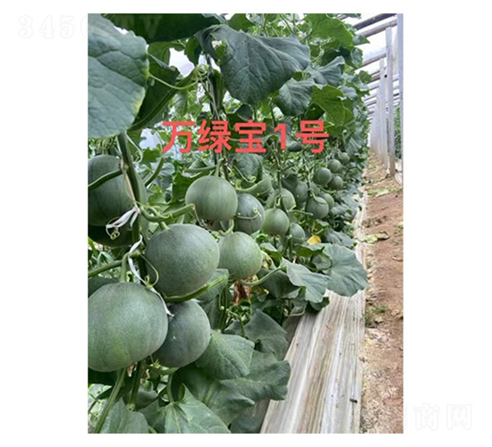 甜瓜種子-萬綠寶1號-尚豐農(nóng)業(yè)