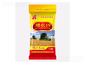 煙農(nóng)19（黃袋）-小麥種子-柳豐種業(yè)